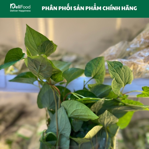 Diếp cá (dấp cá) - Túi 100g