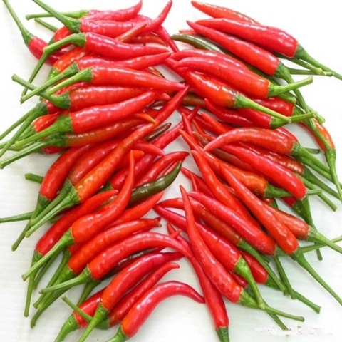 Ớt kim (Ớt hiểm) sạch Lâm Thao - Túi 50g