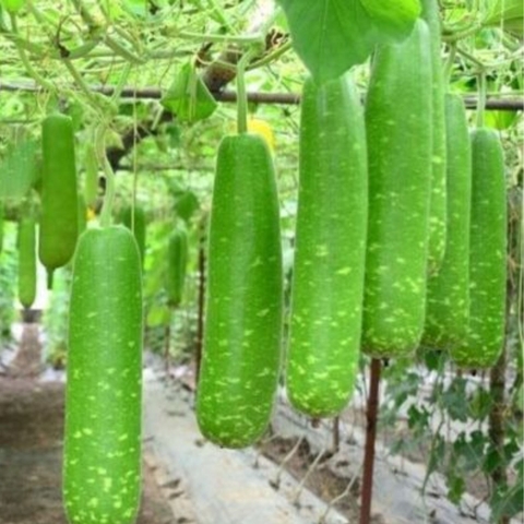 Quả bầu sạch Lâm Thao - Kg