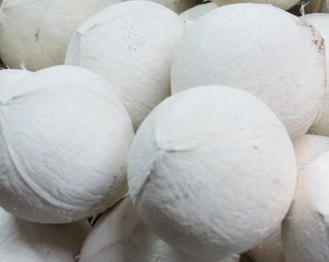Dừa sọ bến tre
