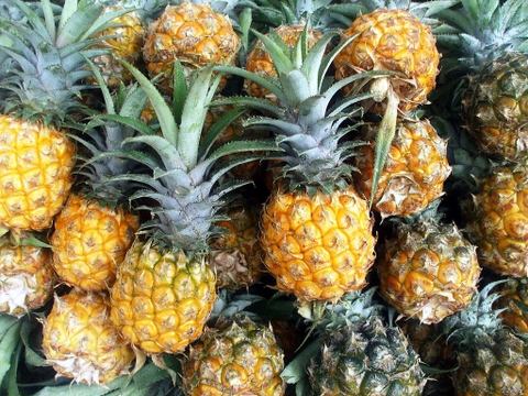 Dứa chín Lâm Thao - Quả