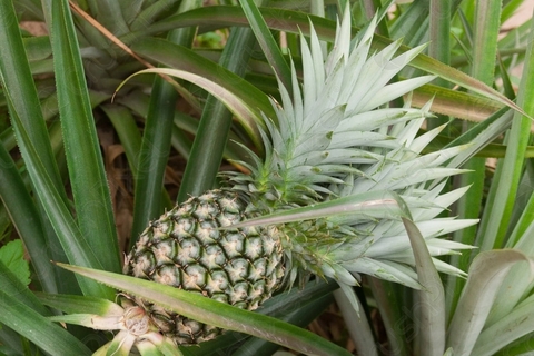 Dứa xanh Lâm Thao - Quả