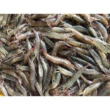 Tôm Rảo Nhỏ Tươi – Ngọt Thịt, Sạch Tự Nhiên, Dễ Chế Biến