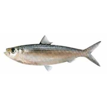 Cá Trích Tươi 500g – Thịt Ngọt, Béo Nhẹ, Thơm Tự Nhiên