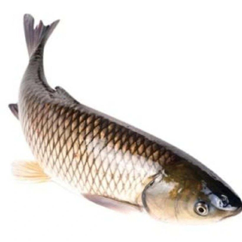 Cá trắm trắng làm sạch 3-5kg/con NN - Kg
