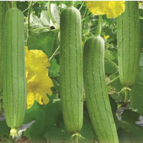 Mướp hương tuơi sạch mới hái - Túi 0.5Kg