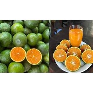 Cam Sành miền nam - KG