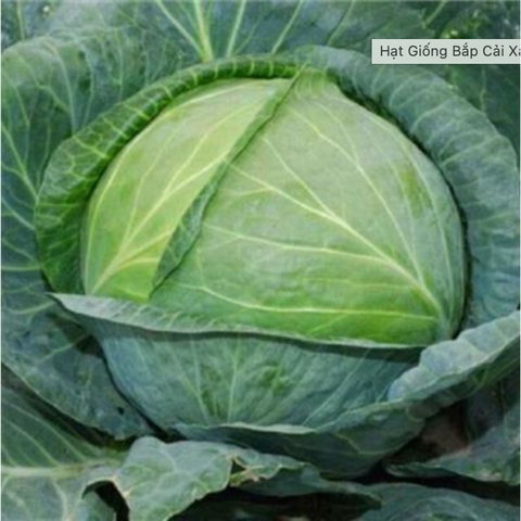 Bắp Cải quê – Rau Tươi Trồng An Toàn, Giòn Ngọt Tự Nhiên