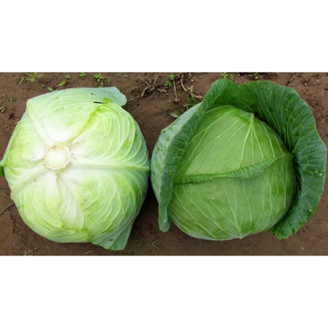 Bắp Cải quê – Rau Tươi Trồng An Toàn, Giòn Ngọt Tự Nhiên