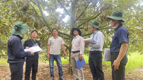 Hội thi nông dân sản xuất sầu riêng giỏi