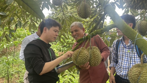 Hội thi nông dân sản xuất sầu riêng giỏi