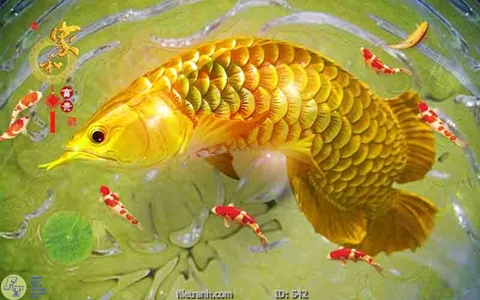 Tranh Cá Phong Thủy | Tranh Ngọc Việt - Đắk Lắk | Tranh Ngọc Việt - Xưởng Tranh Đẹp Buôn Ma Thuột (BMT) DakLak