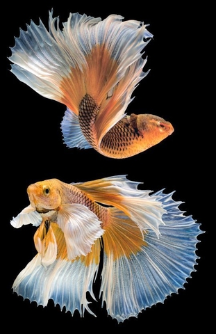 Tranh Cá Phong Thủy | Tranh Ngọc Việt - Đắk Lắk | Tranh Ngọc Việt - Xưởng Tranh Đẹp Buôn Ma Thuột (BMT) DakLak