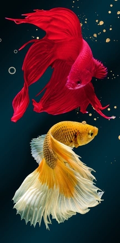 Tranh Cá Phong Thủy | Tranh Ngọc Việt - Đắk Lắk | Tranh Ngọc Việt - Xưởng Tranh Đẹp Buôn Ma Thuột (BMT) DakLak