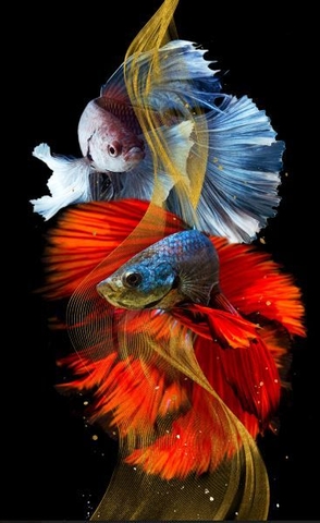 Tranh Cá Phong Thủy | Tranh Ngọc Việt - Đắk Lắk | Tranh Ngọc Việt - Xưởng Tranh Đẹp Buôn Ma Thuột (BMT) DakLak