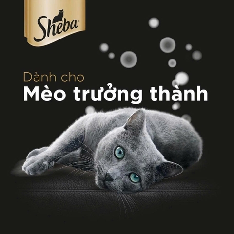 Pate cho mèo Sheba 70g