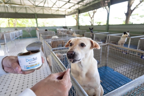 Pate dinh dưỡng cho Chó - Delisci Exella - Hỗ trợ phục hồi - 185g