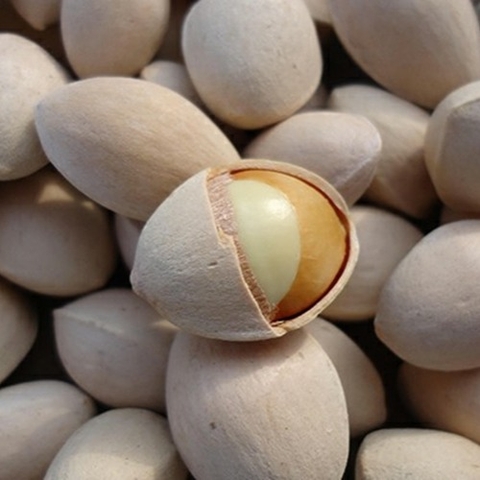 Bạch quả là gì? Tại sao bạch quả lại là thần dược trong việc cải thiện trí nhớ?