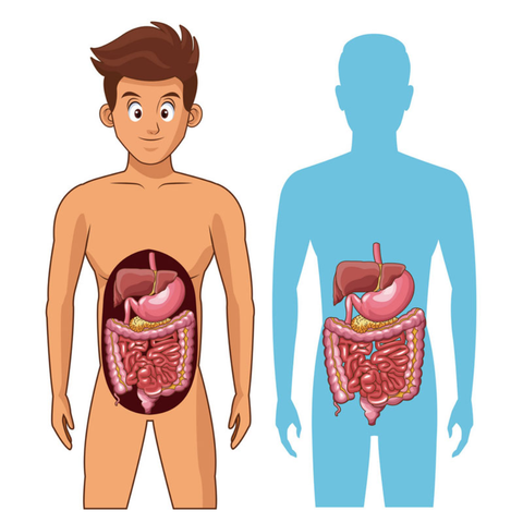 Chất xơ hòa tan là gì? Vai trò chất xơ đối với hệ vi sinh đường ruột