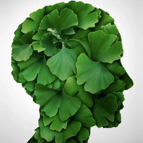 Ginkgo Biloba (Bạch quả) Là Gì? Tác Dụng Như Thế Nào Với Não Bộ
