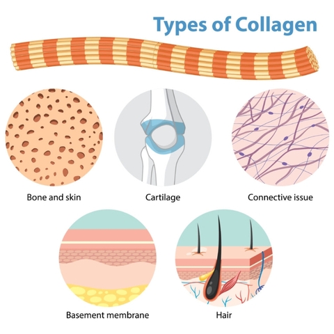 So Sánh Collagen Type 1, 2 Và 3: Loại Nào Chuyên Sâu Nhất Cho Sụn Khớp?