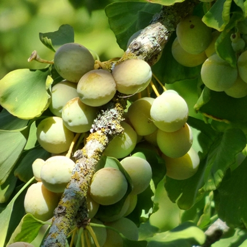 So sánh Ginkgo Biloba chiết xuất tiêu chuẩn và bột lá bạch quả thô: Nên chọn loại nào?