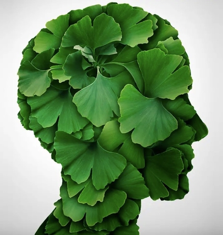 Thuốc Condition Ginkgo Có Tốt Không? Có Tác Dụng Gì?