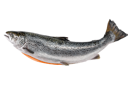 Cá hồi Nauy tươi nguyên con