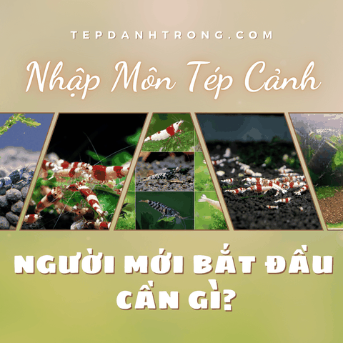 Người Mới Nuôi Tép Cảnh Cần Gì?