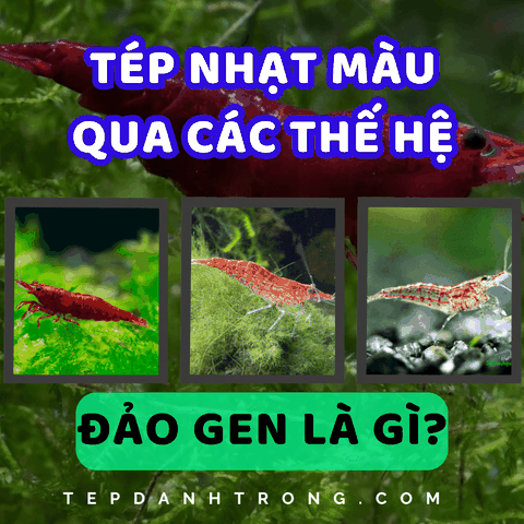 Bị Nhạt Màu Sau Nhiều Lần Sinh Sản? Đảo Gen Như Thế Nào Để Hiệu Quả?