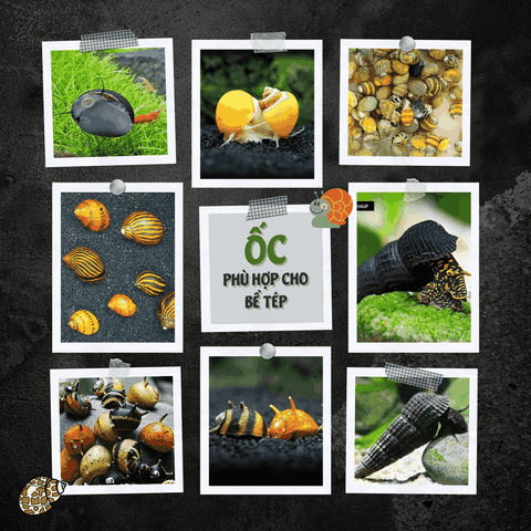 Các Loại Ốc Có Thể Nuôi Chung Với Tép