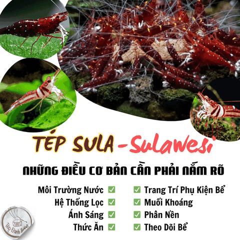 Nuôi Tép Sula (Sulawesi) - Những Lưu Ý  Cơ Bản Cần Phải Nắm Rõ)