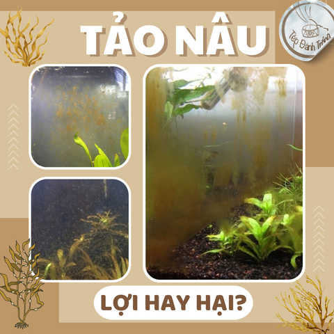 Tảo Nâu Trong Bể Tép: Lợi Hay Hại? Và Cách Xử Lý?