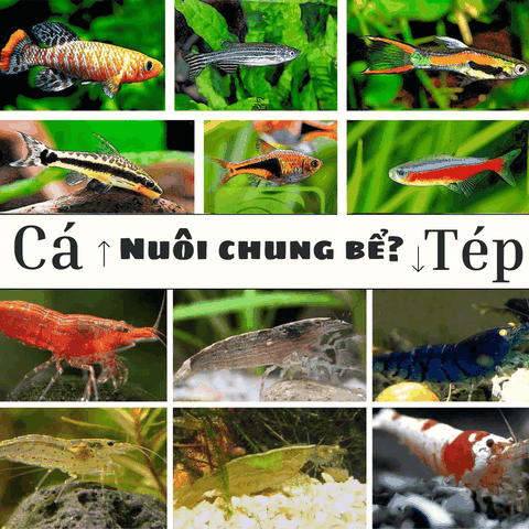 Có nên nuôi chung cá với tép?