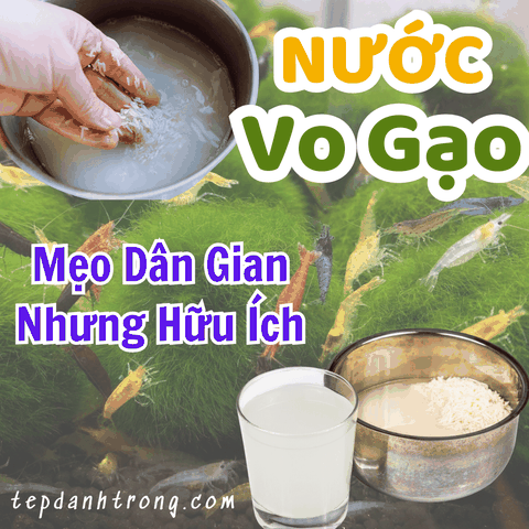 Đổ Nước Vo Gạo Vào Bể Tép, Cá Cảnh? Mẹo Dân Gian Nhưng Hữu Ích.
