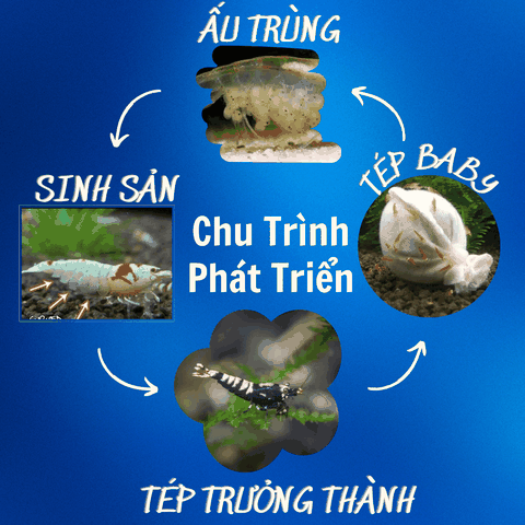 Chu kỳ và thời gian tăng trưởng, lột vỏ, sinh sản của các dòng tép cảnh hiện nay
