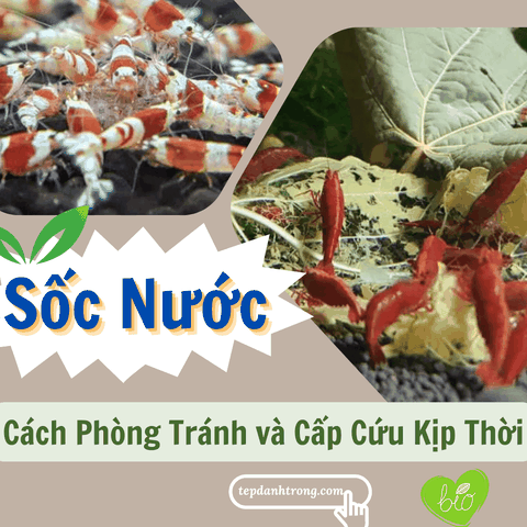 Tép Sốc Nước, Cách Phòng Tránh Và Cấp Cứu Kịp Thời