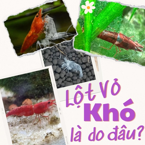 Tép chết vì khó lột vỏ là do đâu? Nguyên nhân và cách khắc phục