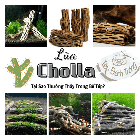 Lũa Cholla Là Gì? Tại Sao Thường Thấy Trong Bể Tép?
