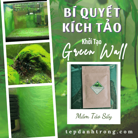 Bí quyết sử dụng Mầm Tảo Để Kích Tảo Cho Bể - Khởi tạo Green Wall