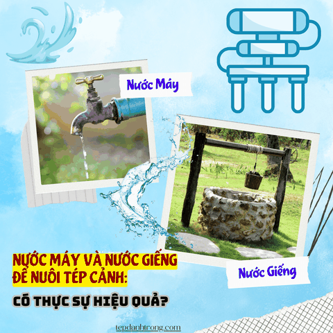 Sử Dụng Nước Máy và Nước Giếng Để Nuôi Tép Cảnh: Có Thực Sự Hiệu Quả?