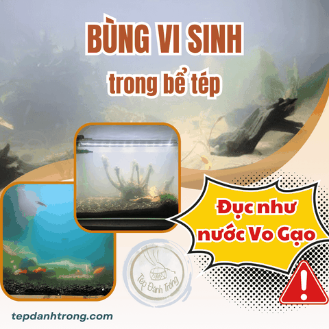 Hiện Tượng Bùng Vi Sinh, Đục Nước Trong Bể Tép và Cách Khắc Phục