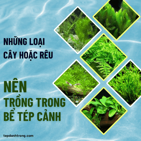 Những loại cây hoặc rêu nào nên trồng trong bể tép cảnh?