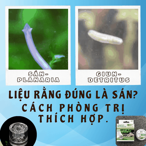 Liệu rằng đúng là Sán? Cách phòng trị thích hợp.