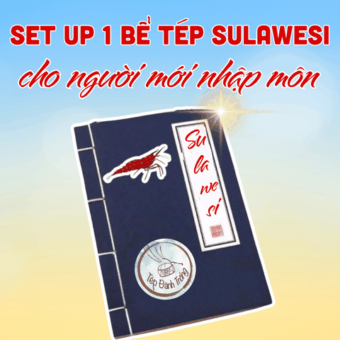 Kinh Nghiệm Cơ Bản để set-up một bể tép Sula Đơn Giản