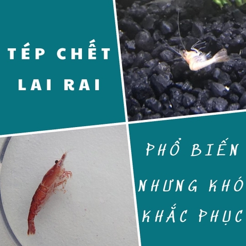 Tại sao tép xuất hiện hiện tượng chết lai rai? Nguyên nhân và cách khắc phục