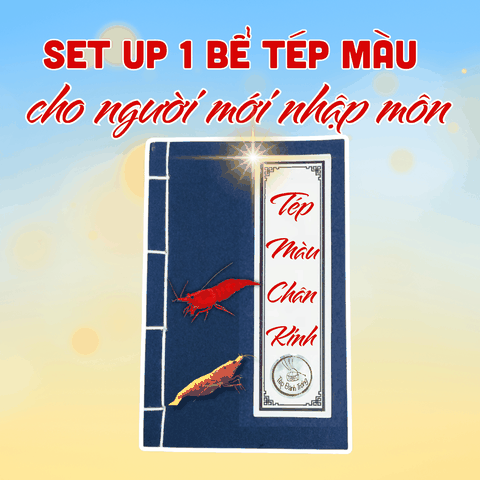 Cách set up một bể tép màu cơ bản cho người mới nhập môn tép cảnh