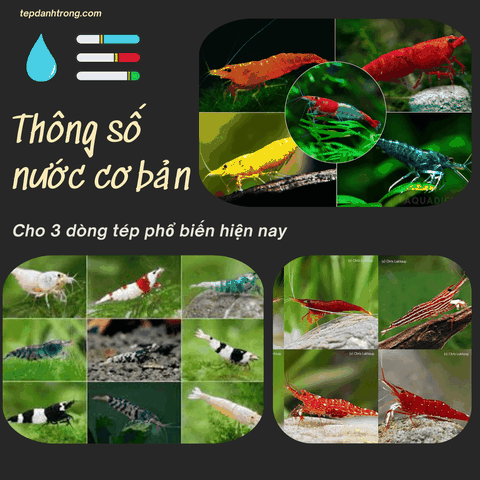 Thông số nước phù hợp cho 3 dòng tép chính: Tép màu (Neocaridina), Tép lạnh (Caridina) và Tép Sula (Sulawesi)