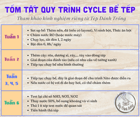 Tất Tần Tật về Cycle một bể tép cảnh mới - Chìa khóa cho sự ổn định