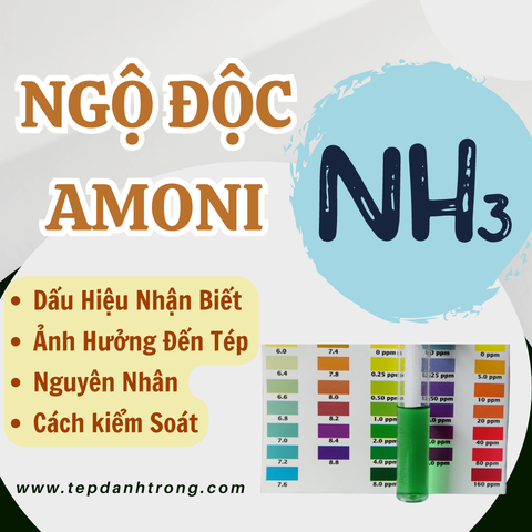 Ngộ độc Amoni (NH3) đối với tép, cách nhận biết và khắc phục ?